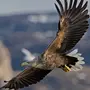 Птица Орёл