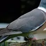 Птица витютень