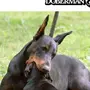 Доберман Собака