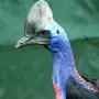Птица казуар