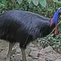 Птица казуар