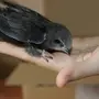 Птица стриж