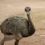 Птица страус