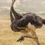Птица страус