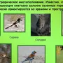 Первые весенние птицы и названия