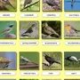 Первые весенние птицы и названия