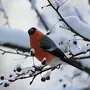 Птица Снегирь