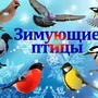 Картинки зимующих птиц для детей с названиями