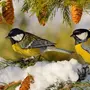 Картинки Зимующих Птиц Для Детей С Названиями