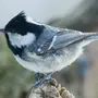 Птицы Мордовии