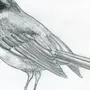 Птица простой рисунок