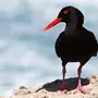 Черная Птица С Желтым Клювом