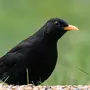 Черная птица с желтым клювом