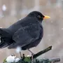 Черная птица с желтым клювом