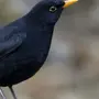 Черная Птица С Желтым Клювом