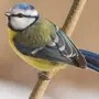 Как выглядит синичка птица