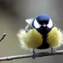 Как выглядит синичка птица