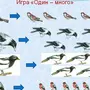 Птицы перелетные и зимующие картинки для детей