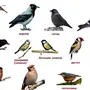 Птицы Перелетные И Зимующие Картинки Для Детей