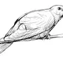 Картинки птиц для срисовки