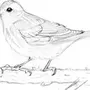 Картинки Птиц Для Срисовки