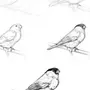Рисунок Птицы Поэтапно