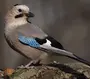 Сойка пересмешница птица