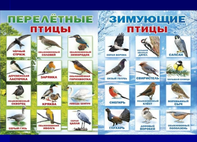 Птицы зимующие и перелетные картинки