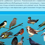 Птицы зимующие и перелетные картинки