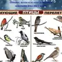 Птицы Зимующие И Перелетные Картинки