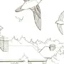 Летящая птица рисунок