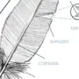 Строение пера птицы рисунок