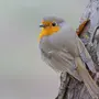 Птицы липецкой области