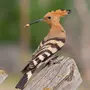 Удоты птицы
