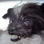 Страшные Фотки Собак