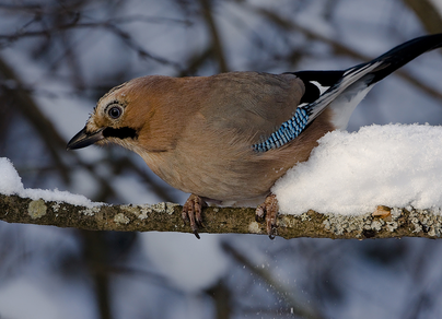 Зимующие птицы пермского края с названиями