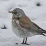 Зимующие птицы пермского края с названиями