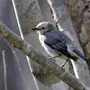 Птицы хабаровского края