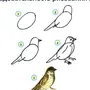 Схематическое Изображение Птицы