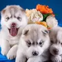 Красивые щенки