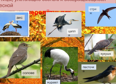 Птицы белгородской области с названиями