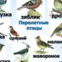 Птицы белгородской области с названиями