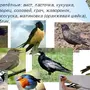 Птицы Белгородской Области С Названиями