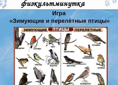 Птицы томской области