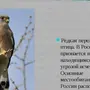 Птицы томской области
