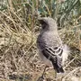 Птицы иркутской области с названиями