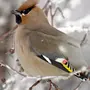 Зимующие птицы саратовской области