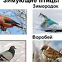 Зимующие Птицы Саратовской Области