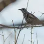 Зимующие птицы саратовской области