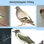 Зимующие Птицы Саратовской Области